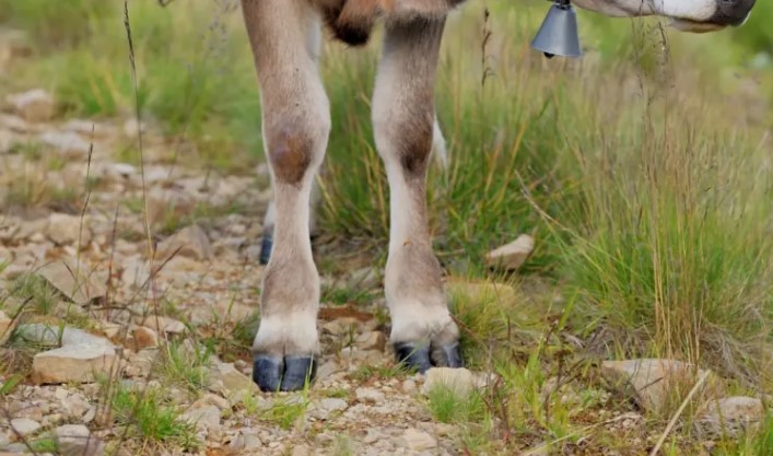 Cow Hoof Health Why Cows Can Walk Barefoot