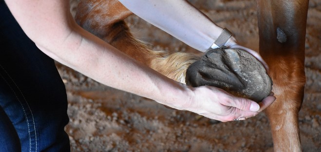 Exploring Equine Hoof Care The Vital Role of Horseshoes