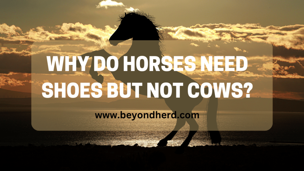 Why do Horses Need Shoes But Not Cows? [Top Reasons]